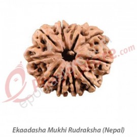 Ekaadhasha Mukhi Rudraksha